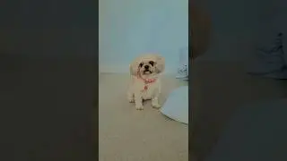 #adorablepup #doggy #ballerina
