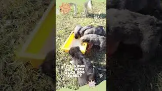 Puppies are eating #asmrdog  #dogsandpuppies