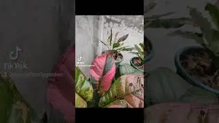 Air-Purifying Powerhouse: Multicolored Anthurium Plants a Their Health Benefits #sousafamilygarden