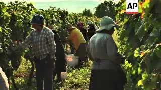 Ancient winemaking process boosts sales and tourism