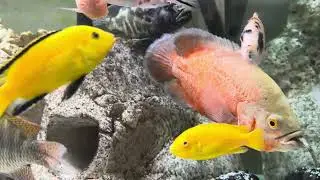 Hungry Oscar??? | Fish Feeding Routine