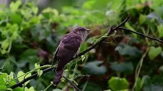 Common Hawk Cuckoo