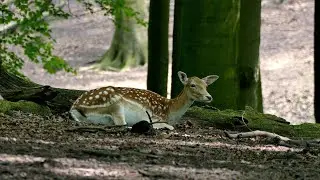 #4k #amazon #animals #wildlife #hdr #nature #wonderful #green #8k #hd #amazonanimals #cat #rabbit #