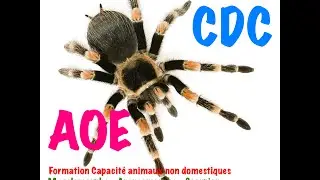 Formation certificat capacit&eacute; animaux non domestique Mygalomorphae Araneomorphae Scorpiones