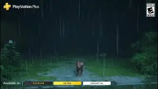 PS PLUS, stray