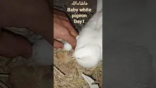 baby white pigeon #shortvideo #ytshorts #shorts #viral