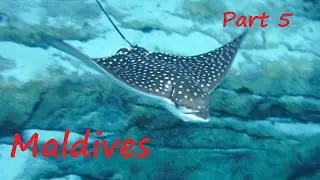 Maldives Part 5 ‐ Eagle Ray | Moray & Capital of Maldives!