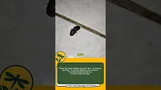 Black Beetle Duel: Big Drama in the Micro World!