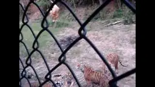 Dongbei Tiger Park
