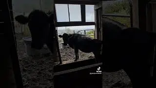 Buttercup doesn't want to get wet #farmlife #farming #cow #spoiled