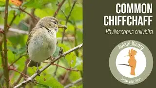Common Chiffchaff - Phylloscopus collybita