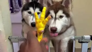 Husky Tries Chicken Leg for the First Time 🍗 | Funny Reaction 