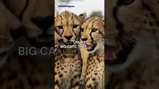 Why Cheetahs Can&rsquo;t Roar | WildWhispers #shorts