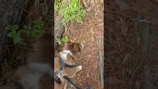 One quiet peaceful trail through the woods with Kaiser #shorts #trails #nature #naturewalks #dogs