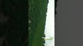 #farming #villagelife #jodhpur #rajdhani 🌿🌱🌾☘️