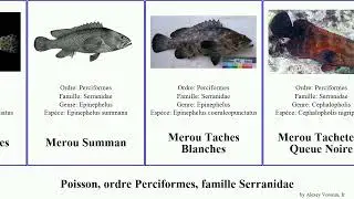 Fish, ordre Perciformes, famille Serranidae merou m&eacute;rou epinephelus vieille vielle rouge aphrodite