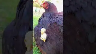 Baby chickens Hiding In Mother's wings #pets #chicks#aseel #aseellovers