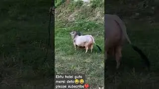 most Angry & beautiful bull|Goru Lover| #cow #bull #animals #viralshort #cattle#cowlover #goru #cows