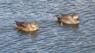 Gadwalls on the Long Water