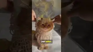 A Cats Life in 60 Seconds 🐱⏳ #cats #catowners #pets