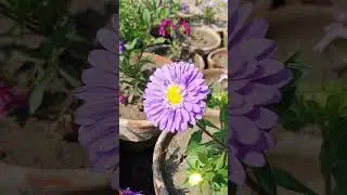 Beautiful Chinese Aster flowers ( Callistephus )