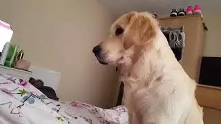 More Elsa the golden retriever playing with a finger puppet