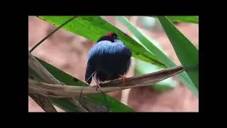 #Birds #NatureButy #it's global hunt beautiful nature 🌍🌎