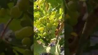 spraying grapes with Liquid sulfur fertilizer #garden #nature #grape #shorts #short