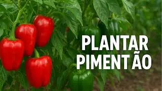 COMO PLANTAR PIMENT&Atilde;O?