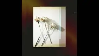 Paper Wings- White Roses