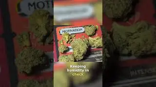 Grow Blue Dream: Beginner's Guide to Cultivating Success #shorts