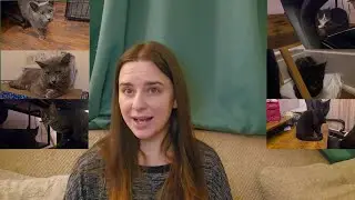 What's the tea on the cats?  (Jan. 2 Update)