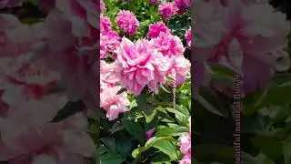 Beautiful flower shorts video #flowers #rose #nature #rose #natural #terracegardenindia #flower