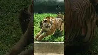 Tiger Attack Hits Hard 😲