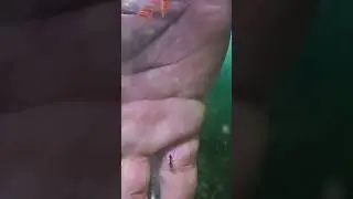 Ant walking in water #shorts