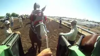 Gate Crew Cam: Big O at the Starting Gate