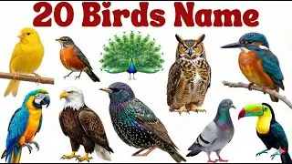 Birds Name | Pakshiyon ke Naam | Birds Name in English and Hindi for Kids