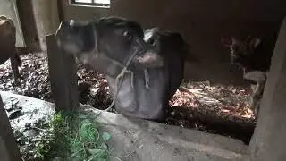 Разведение и уход за индийскими буйволами