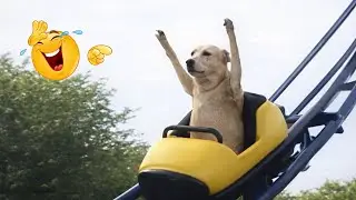 This Funny Dog Compilation Will Crack You Up 😂🐶 Funniest Animals of 2026
