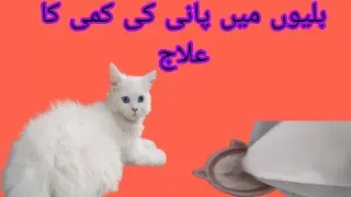 HOW TO TREAT DEHYDRATION IN CAT #hen #farming #cats #chicken #animals #pets #cute #kitten #dailyvlog
