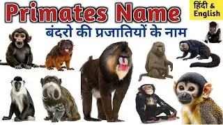 Primates Name l Monkey's Name l बंदरो की प्रजातियों के नाम l Different types of Monkey's l Monkeys
