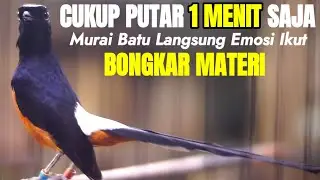 SUARA MURAI BATU EMOSI INI 100% AMPUH MEMANCING LAWAN LANGSUNG BONGKAR MATERI