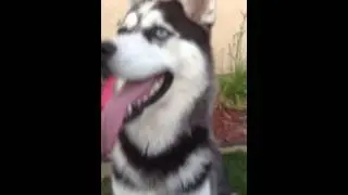 Huskyy:)