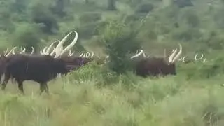 ватусси  -  бык самыми большими рогами в мире