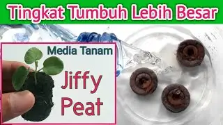 How to use Jiffy Peat as growing media - Cara Menggunakan media tanam Jiffy Peat - Vinflora