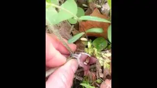 Wild Ginger or Asarum caudatum