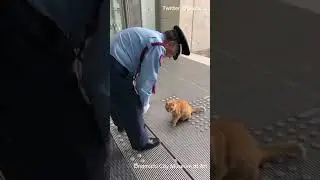 Two cats won't give up on trying to enter a Japanese Art Museum