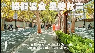 Strolling under the golden autumn plane trees in the French Concession, Shanghai, China. 4K HDR