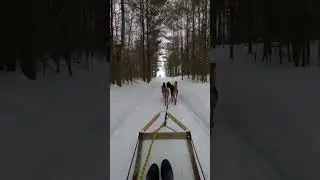 Dog Sledding in 🇨🇦 #shorts #dogsled #winter #canada #winteractivity #winterwonderland