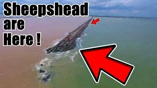 Fish This section of the jetty for the Most Fish | Sheepshead are on Fire